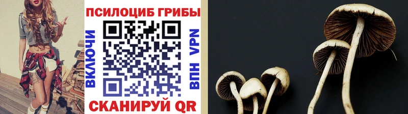 Галлюциногенные грибы Psilocybine cubensis  Купить где  Дзержинский 